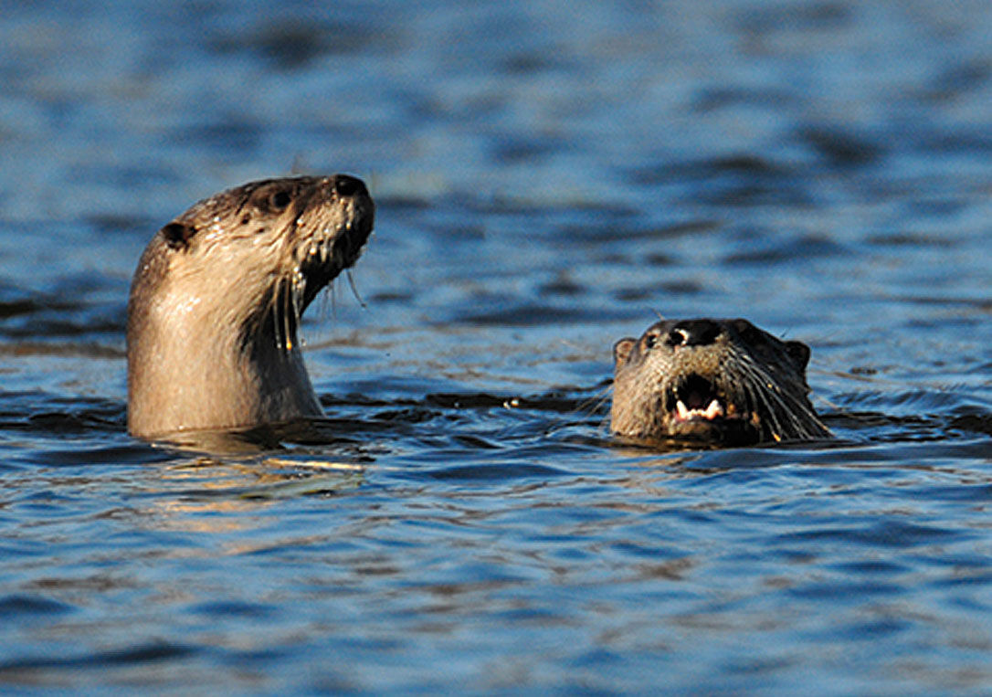 River otters